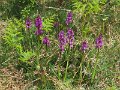 (6) Early Purple Orchids